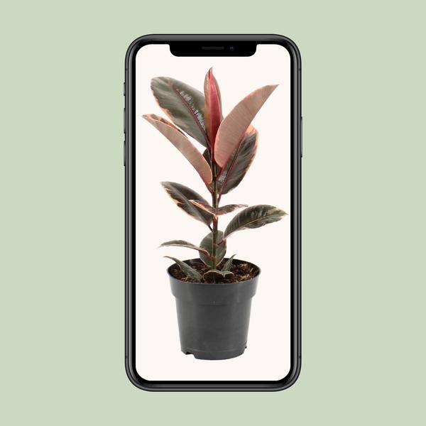 Gummibaum - Ficus Elastica Belize - Zimmerpflanze - Ø17cm - ↕55cm