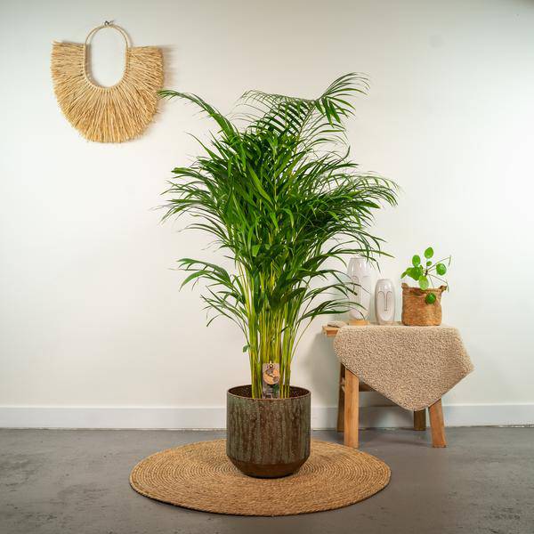 Betelpalme Areca-Palme – Zimmerpflanze Ø24cm – 130cm hoch – Luftreinigende Goldfruchtpalme