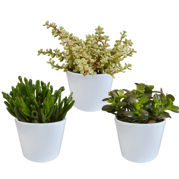 Dickblatt - Crassula - Mix - 10,5 cm - 3 Stück + Topf