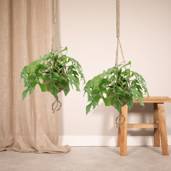 Lochpflanze - Kokodama Monstera Minima - Zimmerpflanze - Ø15cm - ↕25cm - 2 Stück