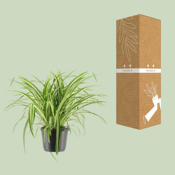 Grünlilie - Chlorophytum Comosum Variegatum - Zimmerpflanze - Ø17cm - ↕30cm