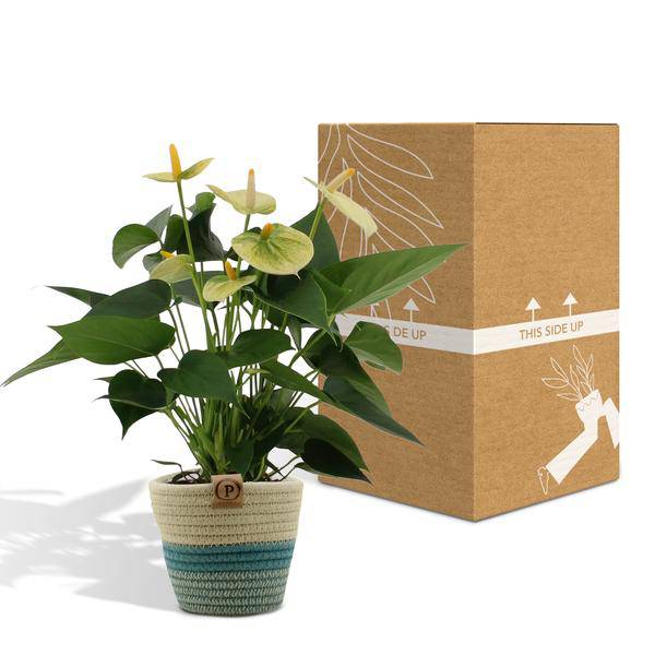 Flamingoblume - Anthurium andreanum Vanille - Zimmerpflanze + Korb Pure - 45cm - Ø12cm
