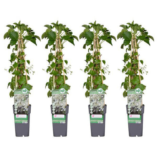 Kletter-Hortensie - Hortensie petiolaris - ↨65cm - Ø15cm - 4 Stück