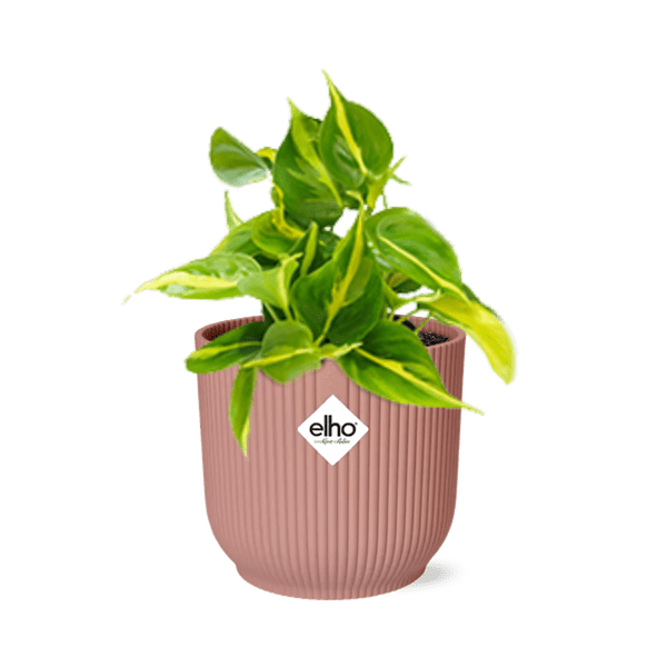 Baumfreund - Philodendron Scandens 'Brasil' - Zimmerpflanze + Topf Vibes Fold 14cm Rosa