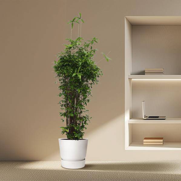 Bambus-Drachenbaum - Dracaena Surculosa - 260 cm - ø55cm