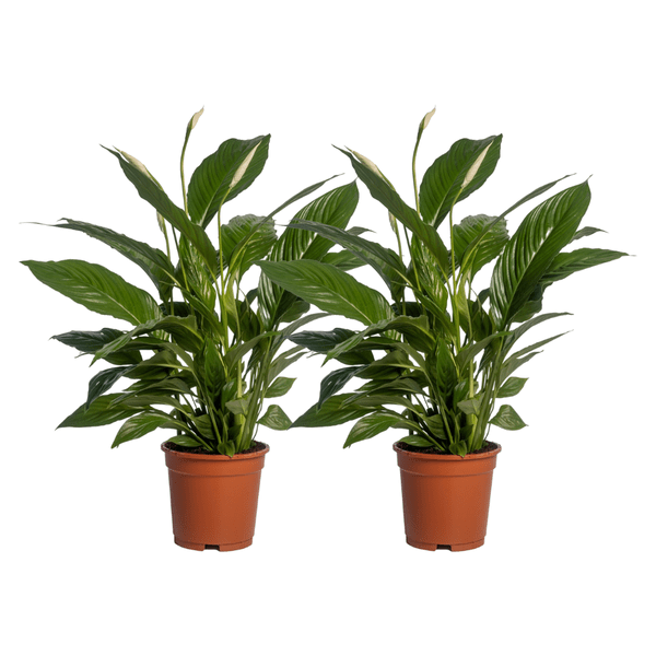Spathiphyllum Vivaldi – Friedenslilie – Zimmerpflanze – Ø17cm – Höhe ca. 70cm – 2 Pflanzen – Elegante grüne Blätter & weiße Blüten – Luftreinigend & pflegeleicht
