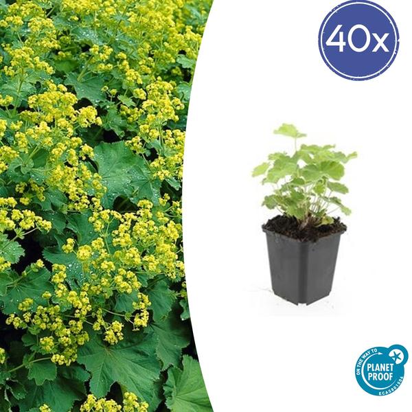 Weicher Frauenmantel Alchemilla mollis – ↕10-25cm – Ø9cm – 40 Pflanzen – Bodendecker & Staude für Beete, schattige Plätze & Garten