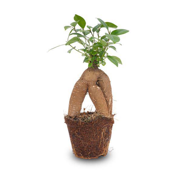 Chinesische Feige – Ficus microcarpa Ginseng – Ø9cm – Bonsai – Zimmerpflanze – Dekorativer Kleinbaum für Zuhause & Büro