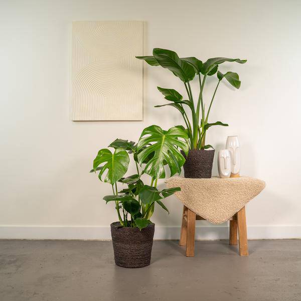 Pflanzenset - Strelitzia Nicolai - Ø19cm - ↕85cm + Monstera Deliciosa - Ø21cm - ↕75cm