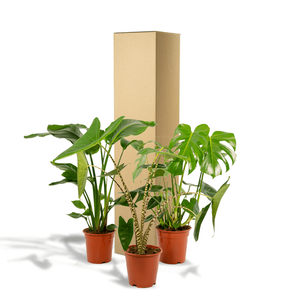 Pflanzenset - Monstera Deliciosa - Ø21cm - ↕75cm + Alocasia Zebrina - Ø19cm - ↕75cm + Strelitzia Nicolai - Ø19cm - ↕85cm