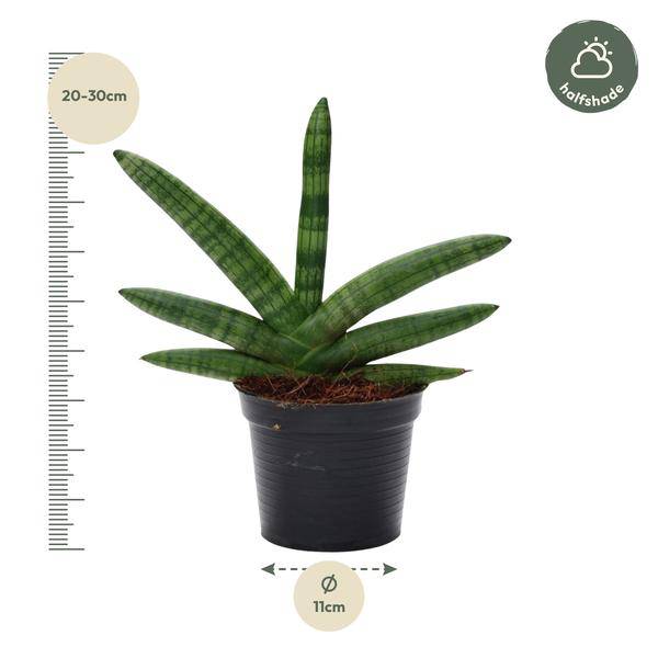 Sansevieria Skyline – Bogenhanf – Zimmerpflanze – Höhe ca. 25cm – ø10,5cm – Pflegeleichte Grünpflanze für Innenräume – Luftreinigende Pflanze für Wohnzimmer, Büro & Schlafzimmer