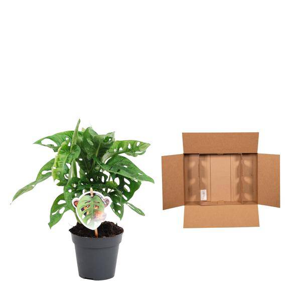 Monstera obliqua Monkey Leaf – Fensterblatt – Kletterpflanze und Zimmerpflanze mit dekorativen Blättern – Ø12cm – ↕25cm