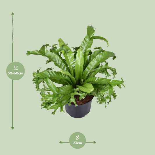 Nestfarn - Asplenium Nidus Crissie - Zimmerpflanze - Ø23cm - ↕55cm