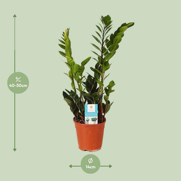 Glücksfeder Zamioculcas Zamiifolia – Zimmerpflanze im Ø14 cm Topf – ca. 45 cm hoch – Pflegeleicht & luftreinigend – Ideal für Halbschatten & wenig Licht