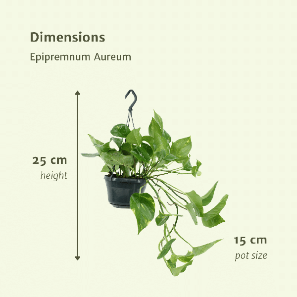 Efeutute - Epipremnum Aureum Scindapsus - Zimmerpflanze - 25cm - ø15cm - 2 Stück