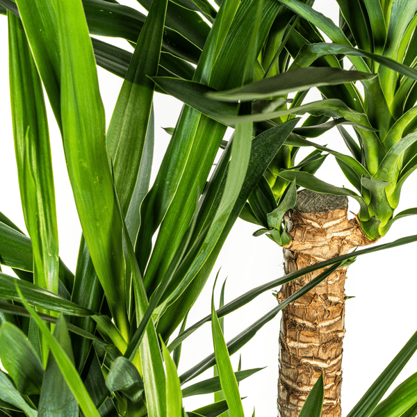Riesen-Palmlilie - Yucca Elephantipes - Zimmerpflanze - Ø24cm - ↕90-100cm – Pflegeleicht & robust – Luftreinigend