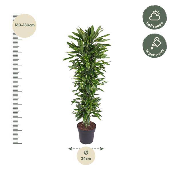 Drachenbaum - Dracaena Golden Coast - Zimmerpflanze - 170cm - ø34cm