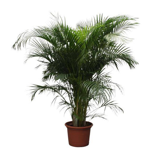 Goldfruchtpalme Dypsis Lutescens – Areca-Palme – 230cm hoch – Ø40cm – Große tropische Zimmerpflanze mit federartigen Blättern – Pflegeleicht & dekorativ – Für Wohnzimmer, Büro & Innenräume