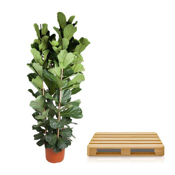 Geigen-Feige - Ficus Lyrata - 250cm - ø48cm