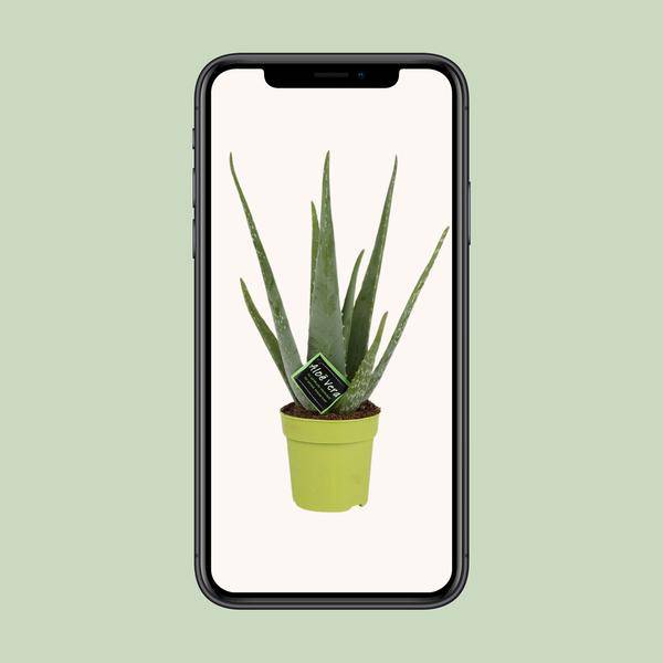 Echte Aloe - Aloe Vera - Zimmerpflanze - Ø12cm - ↕45cm