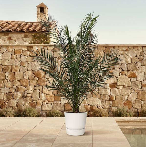 Phönix Canariensis – Kanarische Dattelpalme – Palme ca. 180cm hoch – Ø24cm – Exotische Zimmer- & Gartenpflanze