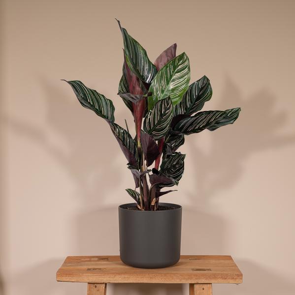 Korbmarante Calathea Ornata – Zimmerpflanze Ø14cm – ca. 50cm hoch – Exotische Blattzeichnung – Pflegeleichte Zimmerpflanze für Zuhause & Büro