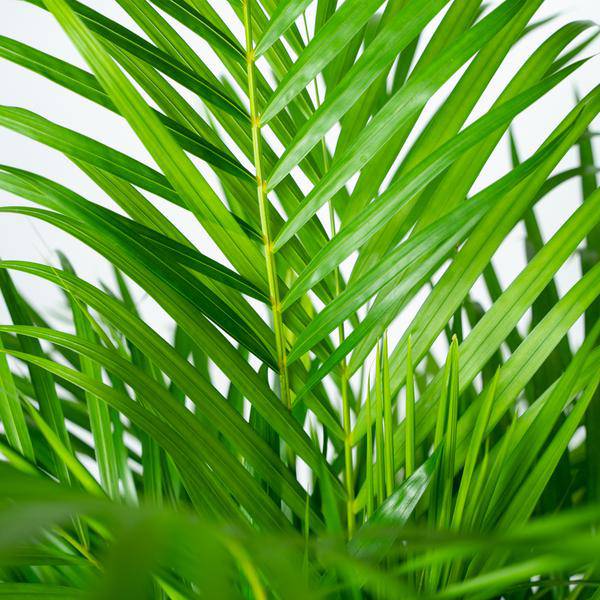 Betelpalme Areca-Palme – Zimmerpflanze Ø24cm – 130cm hoch – Luftreinigende Goldfruchtpalme