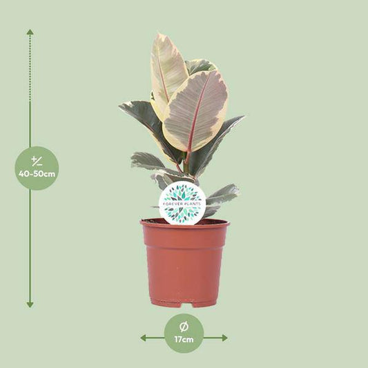 Gummibaum - Ficus Elastica Tineke - Zimmerpflanze - Ø17cm - ↕50cm