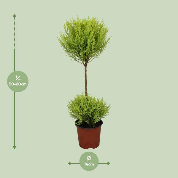 Zimmerzypresse - Cupressus Goldcrest Wilma - Ø14cm - ↕60cm