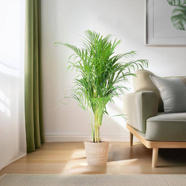 Areca-Palme Dypsis Goldfruchtpalme – Zimmerpflanze ↕100cm Ø21cm – Mit Natur-Korb Sofia Seegras Beige – Luftreinigende Tropenpflanze für Wohnzimmer & Büro