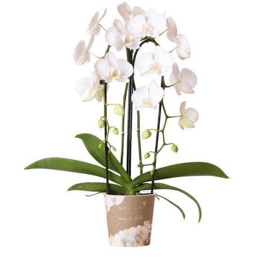 Phalaenopsis Orchidee Weiß Niagara Fall – Ø12cm – ca. 55–60cm hoch – Blühende Zimmerpflanze mit großen Blüten – Elegante Orchidee als Deko & Geschenkidee