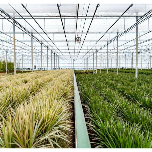 Drachenbaum Dracaena Marginata – Zimmerpflanze – ↕90cm – Ø17cm – Luftreinigende Grünpflanze – Pflegeleicht – Für Wohnzimmer, Büro & Schlafzimmer – Direkt aus der Gärtnerei