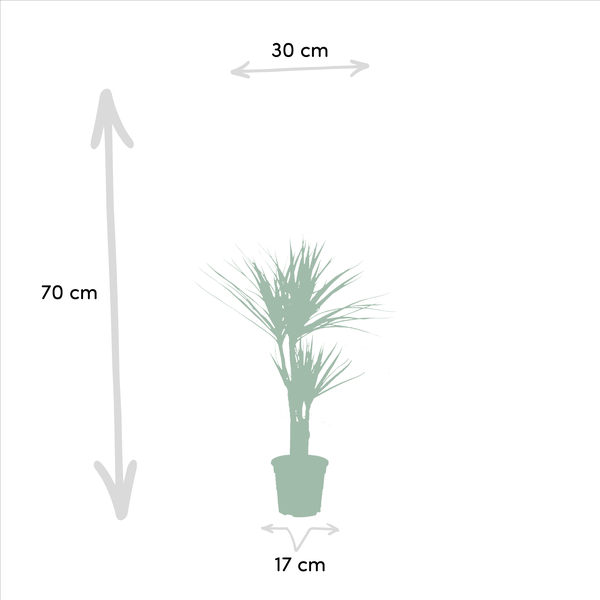 Pflanzset Drachenbaum Dracaena 70cm + Palmlilie Yucca 90cm – Exotische Zimmerpflanzen – Ø17cm – Luftreinigend – Pflegeleicht – Direkt aus der Gärtnerei