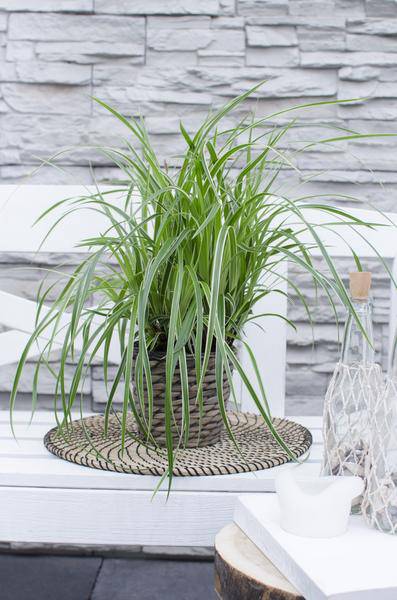 Weißrandige Segge – Carex morrowii 'Icedance' – Immergrünes Ziergras – Winterhart & pflegeleicht – Ø14 cm Topf – Ca. 30 cm hoch – Für Beete, Rabatten & Pflanzkübel