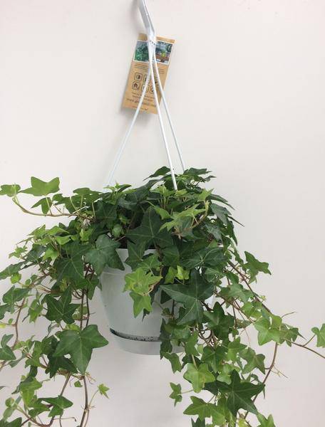 Hedera Helix Grün - Gemeiner Efeu - Hängetopf Basic - Zimmerpflanze - Ø17cm