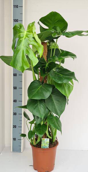 Monstera deliciosa – Fensterblatt Zimmerpflanze mit Moos-Stock – Tropische Kletterpflanze für Innenräume – Großblättrige Grünpflanze für Wohnzimmer & Büro