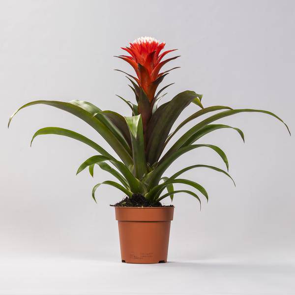 Bromelie - Guzmania Hope - Zimmerpflanze - Ø12cm - ↕40cm