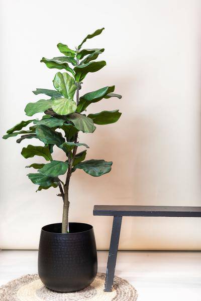 Kunstpflanze - Ficus Lyrata - Tabakpflanze - 120 cm