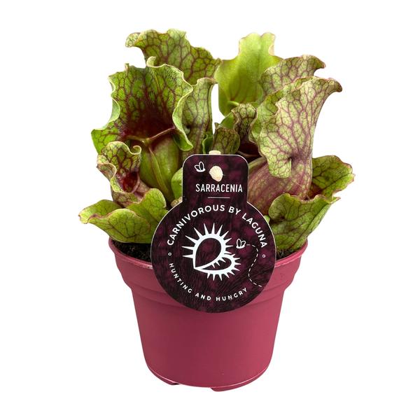 Schlauchpflanzen - Sarracenia - Zimmerpflanze - Ø12cm - ↕20cm