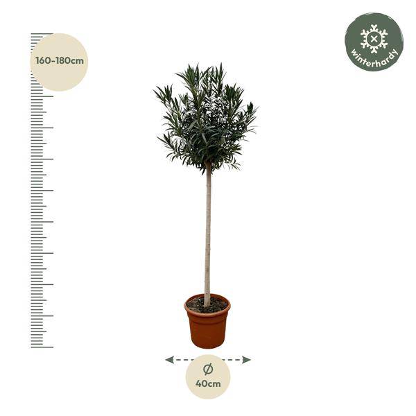 Rosenlorbeere - Nerium Oleander auf Stiel mit Rosa Blüte - 170cm - ø40cm