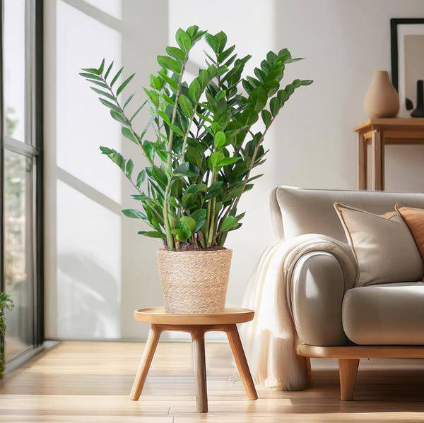 Zamioculcas Zamiifolia - Glücksfeder - Zimmerpflanze ↕80cm - Ø21cm + Korb Sofia Natur