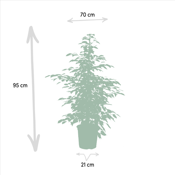Pflanzenset - Ficus Benjamina Danielle - Ø21cm - ↕95cm + Ficus Benjamina Dämmerung - Ø21cm - ↕95cm + Ficus Microcarpa Moclame - Ø21cm - ↕95cm