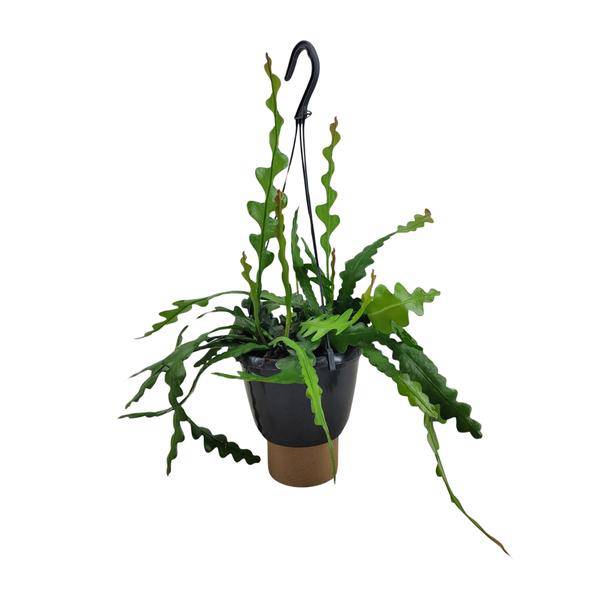 Sägeblattkaktus - Epiphyllum Anguliger - Zimmerpflanze - Ø14cm - ↕35cm