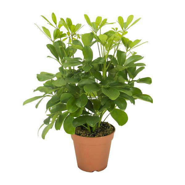Strahlenaralie - Schefflera Nora - Zimmerpflanze - Ø13cm - ↕35cm