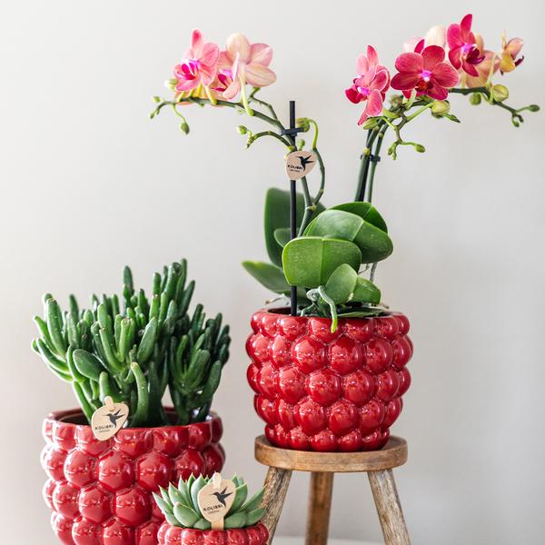 Phalaenopsis Orchidee Rot - Kongo + Beeren-Ziertopf - Topfgröße Ø9cm - 40cm - blühende Zimmerpflanze