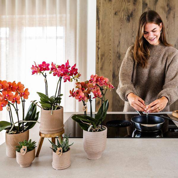 Rote Phalaenopsis Orchidee Congo mit 2-3 Stielen im Bali Ziertopf Sand Ă9cm â Exotische Zimmerpflanze im ethnischen Design fĂŒr Wohnzimmer BĂŒro DekoÂ