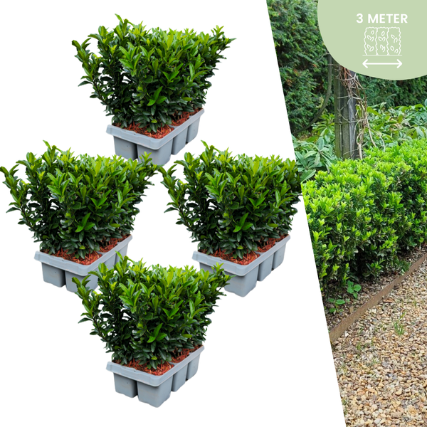 Euonymus 'Green Spire' - Japanischer Spindelstrauch - Ø7cm - ↕15cm - 24 Stück