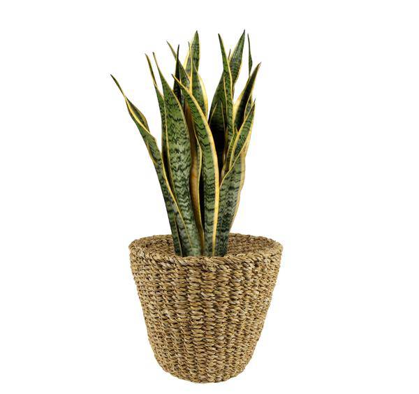 Korb - Hellbraun - Jip Natur - L - H25cm - B30cm