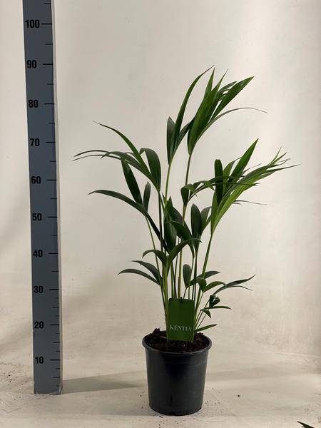 Kentiapalme – Howea Forsteriana – Zimmerpflanze – Ø19cm – ↕90cm - Elegante, pflegeleichte Palme für stilvolle Wohnräume