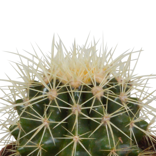 Kaktus - Bolcactus - Mix - 8,5 cm - Zimmerpflanze - im Terrakotta-Topf